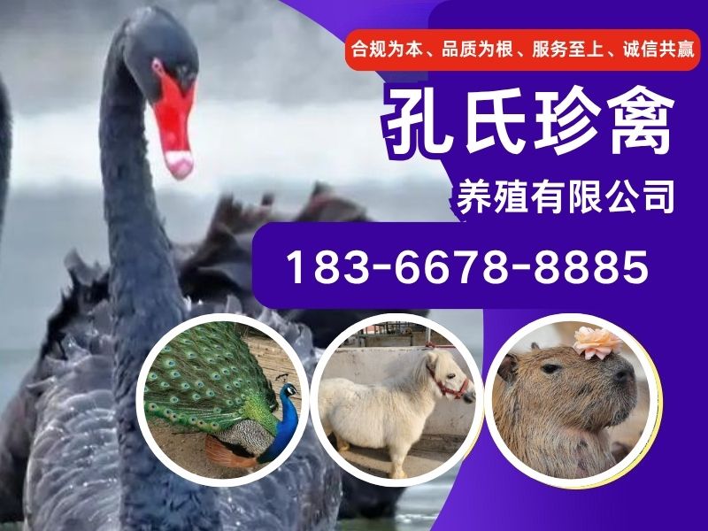 孔氏珍禽养殖有限公司